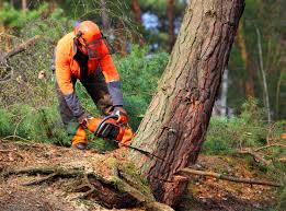 Leaf Removal in Lakeway, TX